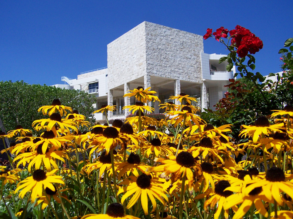 Rudbeckia flowers with Getty building in background Rudbeckia flowers with Getty building in background