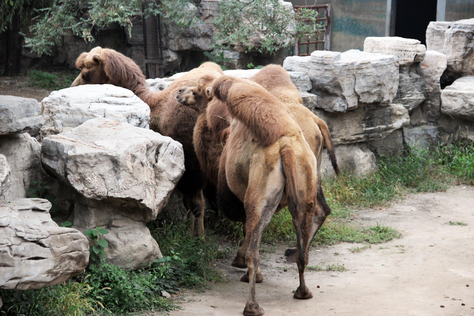BactrianCamelsBeijingZoo